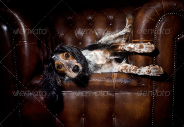 Dog laying in a brown chesterfield seat