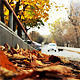Autumn in the City and Dogs