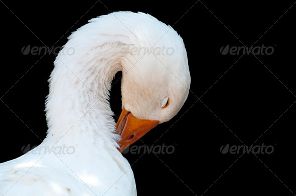 White goose, isolated