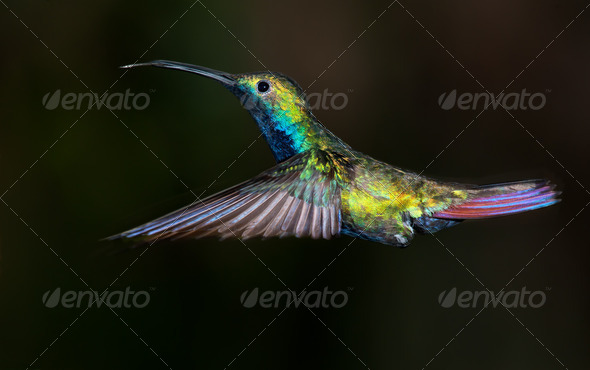 Black-throated Mango hummingbird, Anthracothorax nigricollis.
