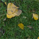 Lawn 2 with leaves - 3DOcean Item for Sale