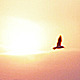 Frozen Sea Gulls 2 (Sunset)