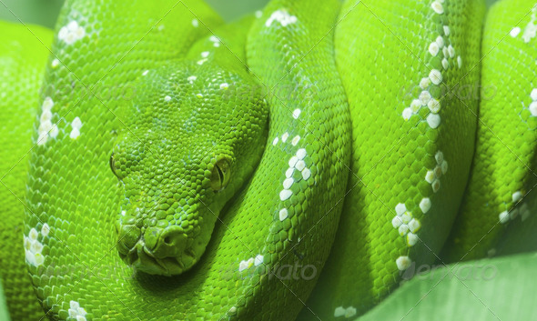 Green snake curled up on a branch