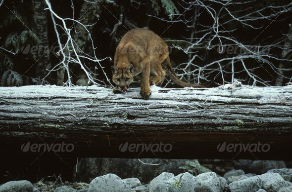 Mountain Lion About to Pounce
