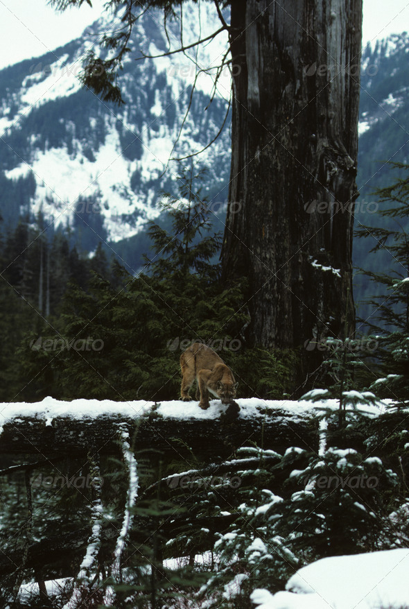 Mountain Lion Jumping from Log