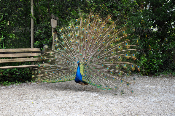 Colorful peacock wheel