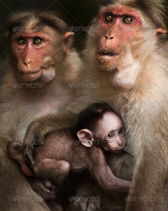 Family portrait of macaque monkeys in wild. Small baby breast feeding and two adult rhesus monkey. South India
