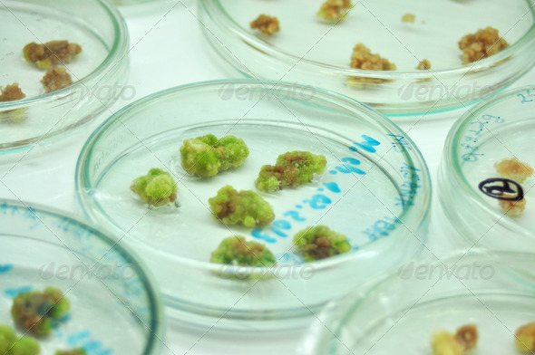 little plants in vitro genetic engineering laboratory experiment