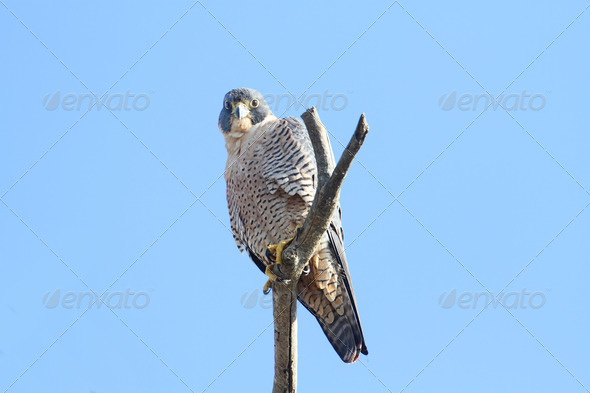 Adult Peregrine Falcon (Falco peregrinus) on a perch against a blue sky