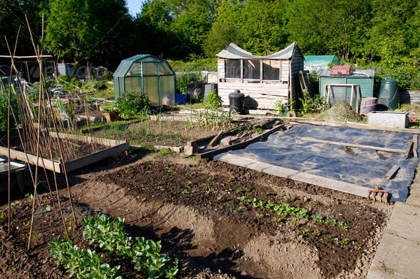 Growing vegetables in an allotment