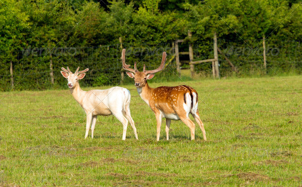 Two deer red and white