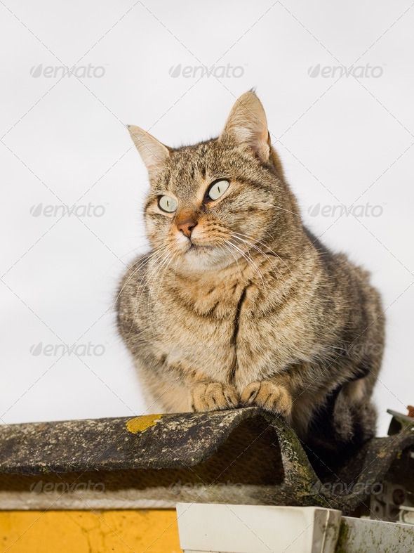 Cat portrait outdoors