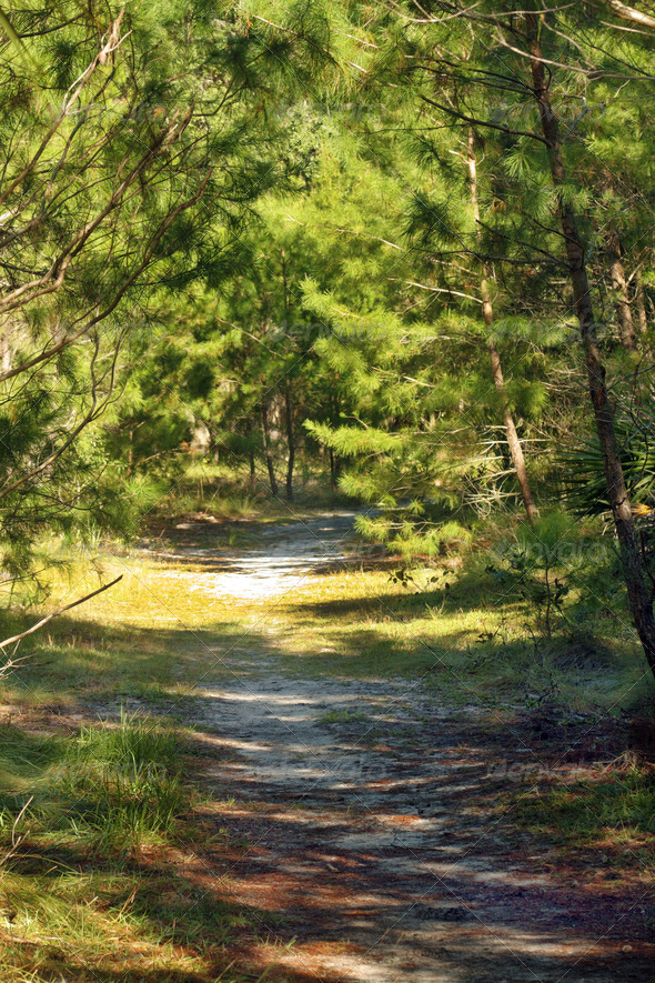 Trail Through a Southern Pine Forest (4)