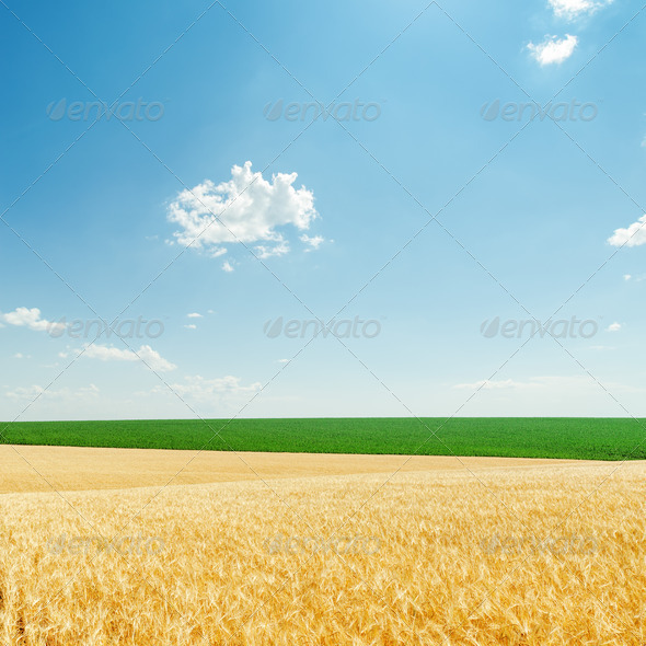 light clouds and fields with golden harvest and green plants