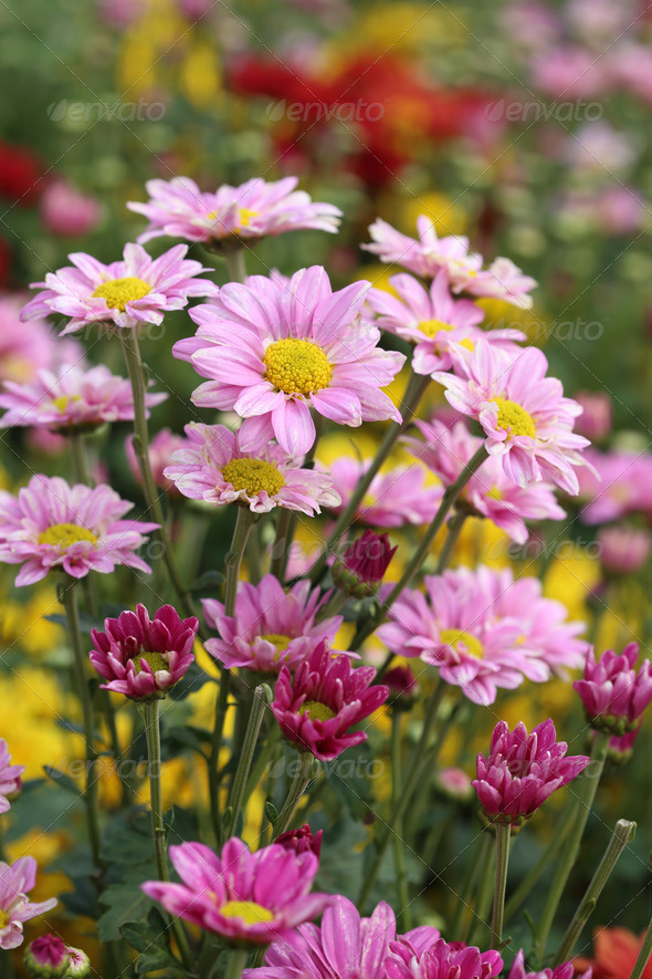 small colorful chrysanthemums flowers in the garden