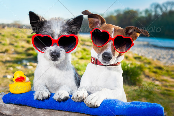 two dogs in love enjoying the summer holidays