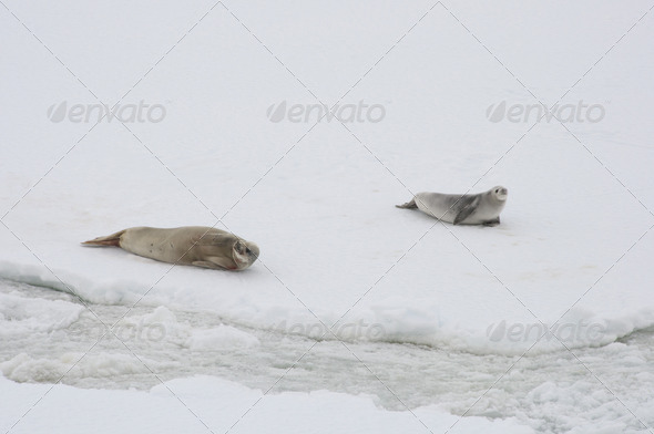 Seals on the snow. Antarctic