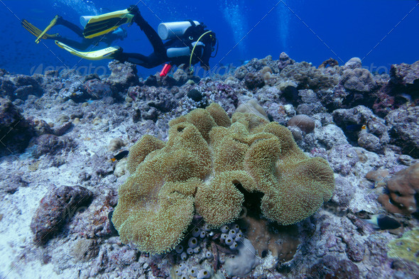 Diver near Colorful Coral Reef, Maldives