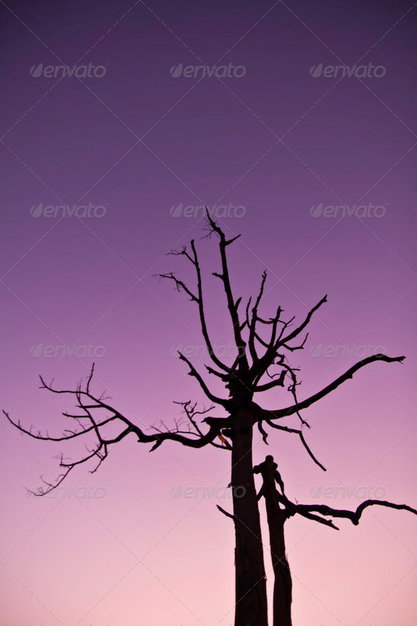 The tree at the magic hours