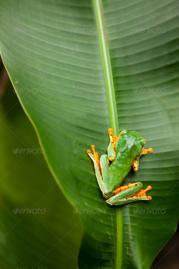 Green frog on a leaf in Costa Rica