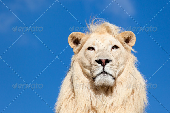 Head Portrait of Majestic White Lion on Blue Sky