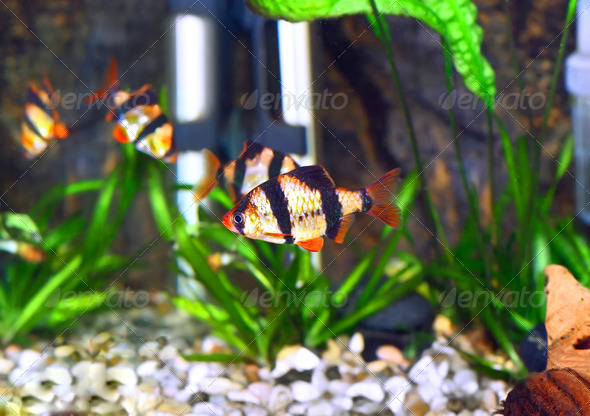 Shoal of aquarium fish-Barbus. (Barbus pentazona)