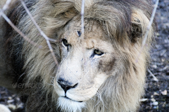 Lion closeup