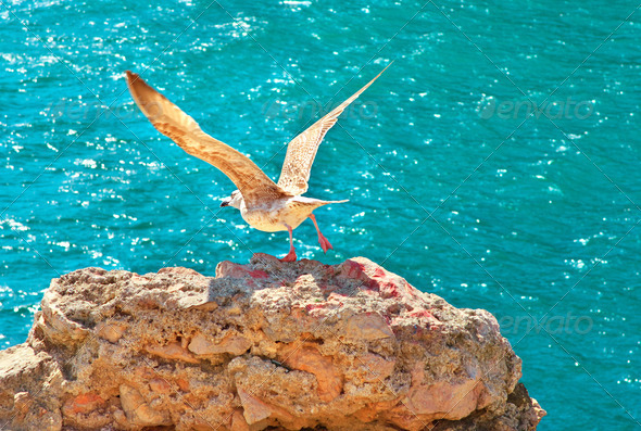 Gull Bird flying from rocky cliff outdoor with blue Sea on background